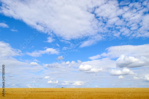 Fototapeta 
field against blue sky with clouds