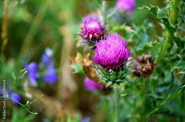 Fototapeta milin flowers against a background of greenery, burdock bush