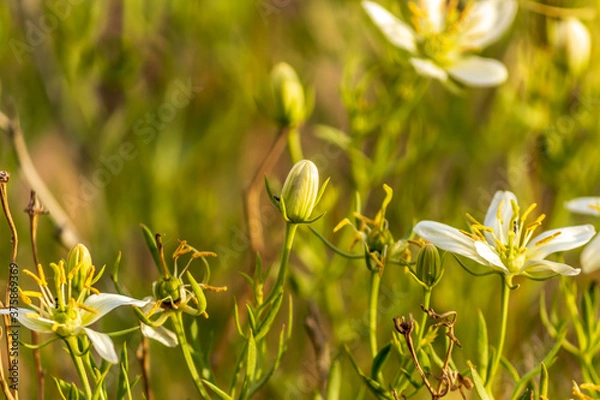 Fototapeta closeup of wild rue, Syrian rue, African rue, Esfand or harmel flower bud