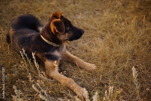 Obraz German shepherd lying in dry grass