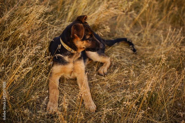 Obraz German shepherd lying in dry grass
