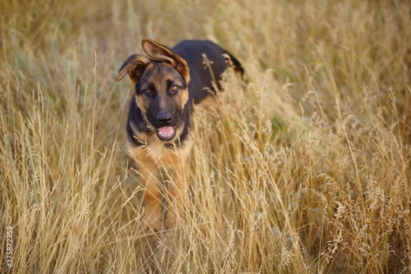 Obraz german shepherd dog running