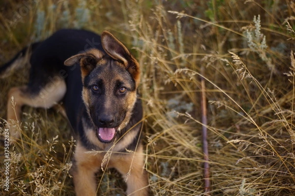 Obraz German shepherd lying in dry grass