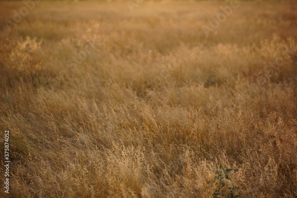 Obraz dry grass in the wind