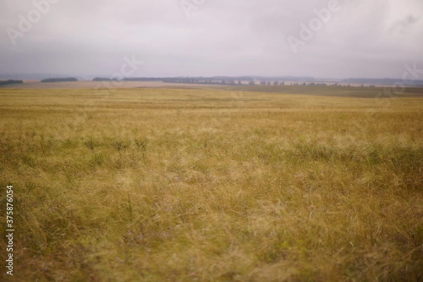 Fototapeta clouds over the meadow
