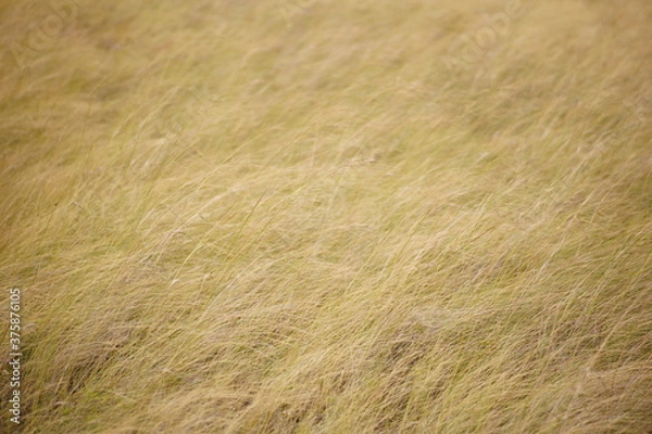 Fototapeta wheat field background
