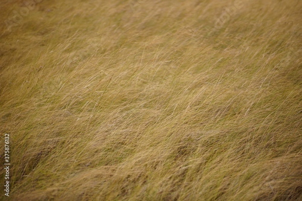 Fototapeta wheat field background