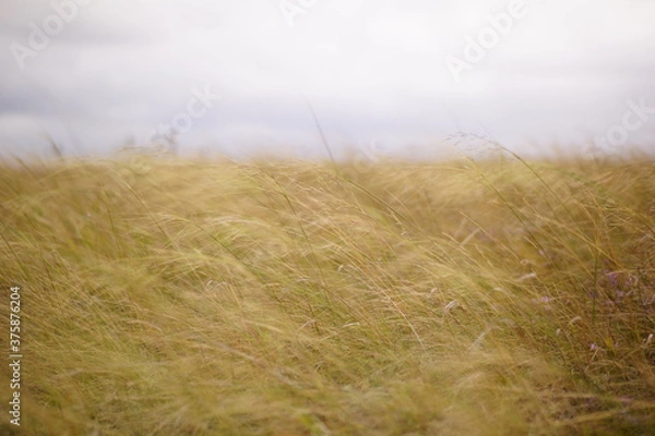 Obraz wheat field in the wind