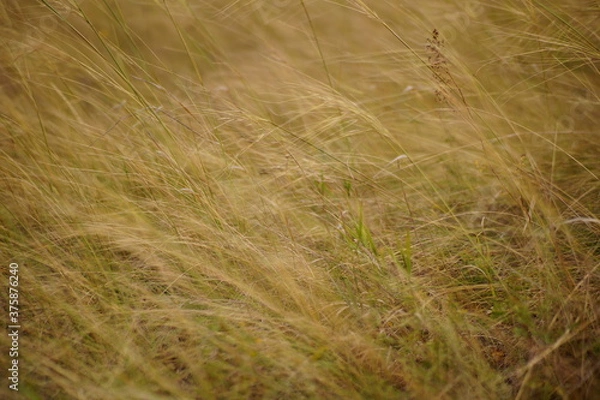 Fototapeta  field background