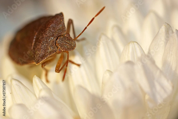 Fototapeta punaise 1