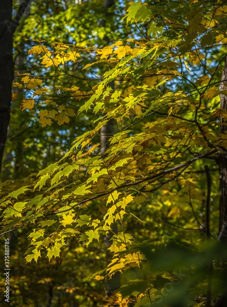 Obraz Fall time in park