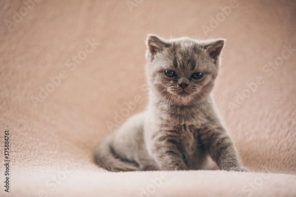 Fototapeta Cat. Kitten. Funny phoot. Cat. 