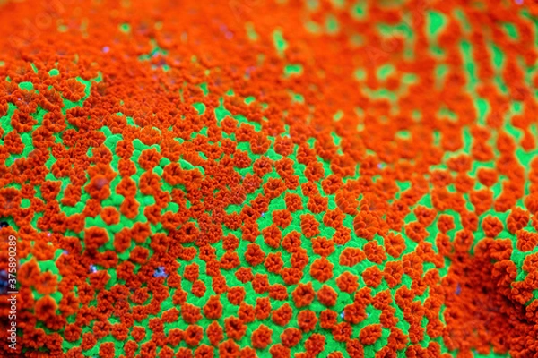 Obraz Beautiful montipora sps coral in coral reef aquarium tank. Macro shot. Selective focus.