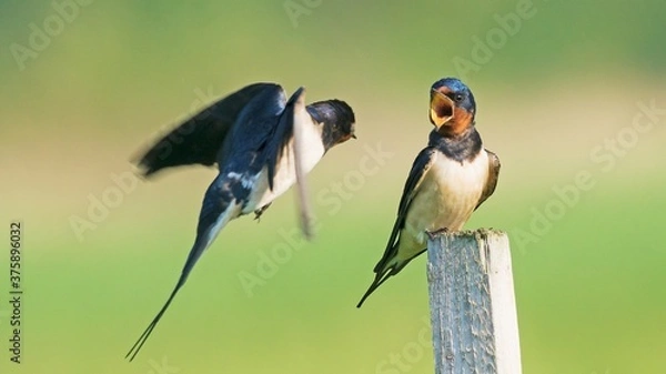 Obraz Barn Swallow (Hirundo rustica)