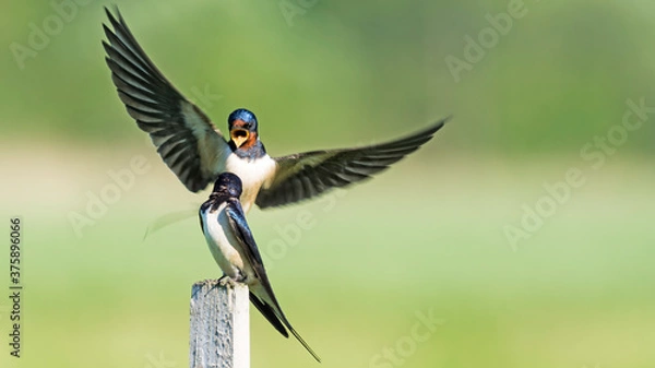 Obraz  Barn Swallow (Hirundo rustica)