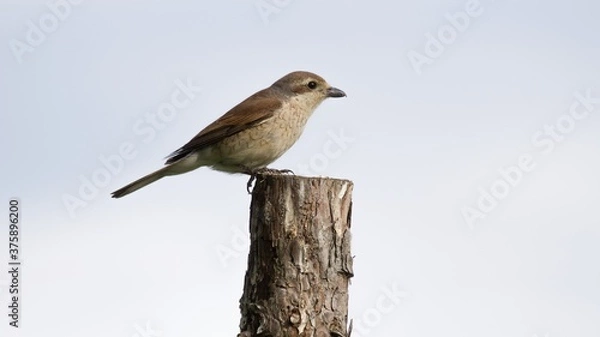 Obraz  backer shrike (Lanius collurio)