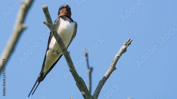 Obraz  Barn Swallow (Hirundo rustica)