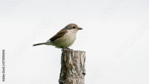 Obraz  backer shrike (Lanius collurio)