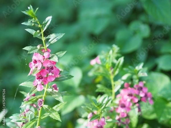 Fototapeta Forget me Not  Angelonia goyazensis Benth, Digitalis solicariifolia name purple flower is a single flower, but sticking out together according to the beginning  blooming in garden on nature background