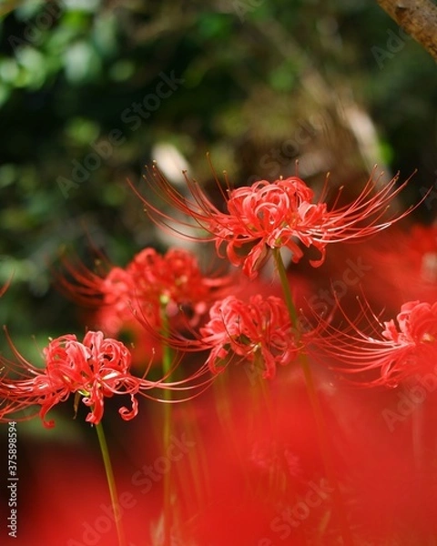 Fototapeta 彼岸花