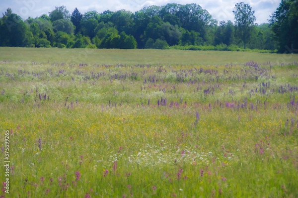 Obraz Blurry abstract pattern of flowering colourful meadow with blooming purple, pink, blue, yellow and white wildflowers with watercolour painting effect. Green forest in the background