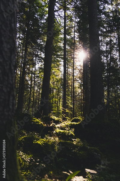 Obraz Forest Sunrise
