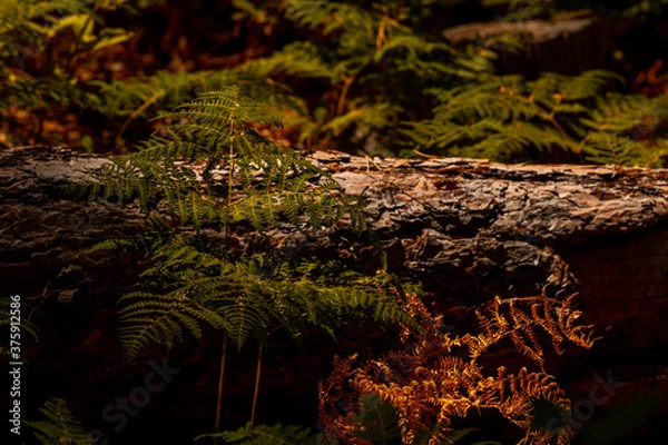 Obraz autumn fern in the forest at Troodos mountain in Cyprus