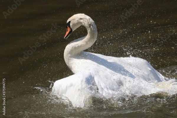 Fototapeta Cygne