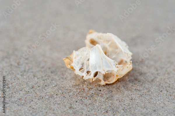 Fototapeta seashell on the beach