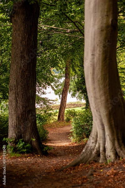 Fototapeta path in the forest