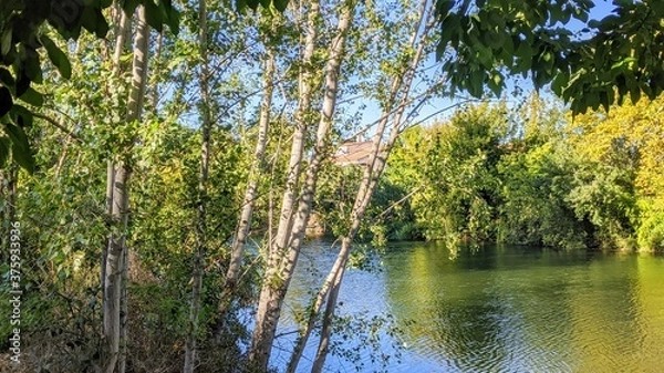 Fototapeta reeds in the water