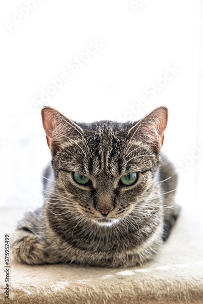 Fototapeta Angry cat with green eyes looking at you