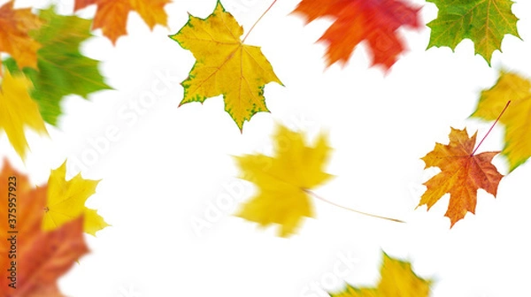 Obraz Falling autumn maple leaves flying.