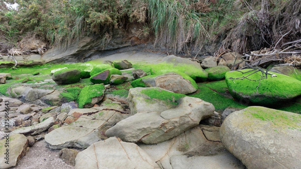 Fototapeta Green moss and algae on rocks amidst tree toots