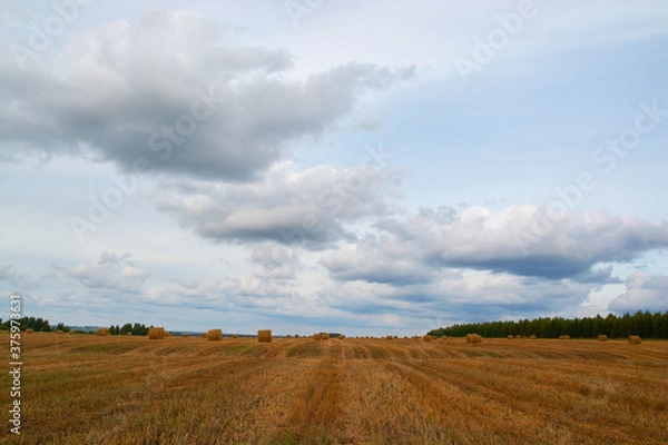 Fototapeta Yellow bales in the field and clouds