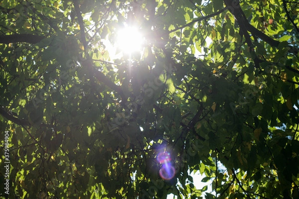 Obraz tree branch sun green shadow