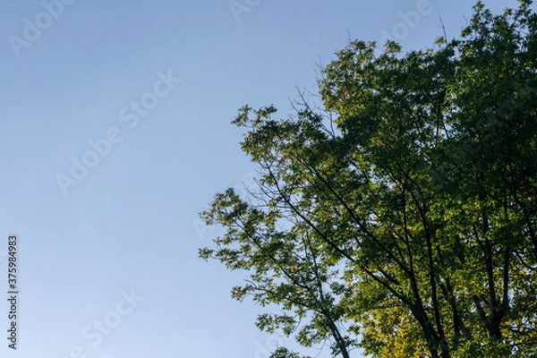 Obraz blue sky green tree branches