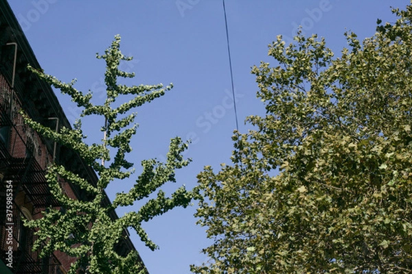 Obraz blue sky tree branches green