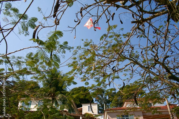 Obraz tree blue sky kite leaf