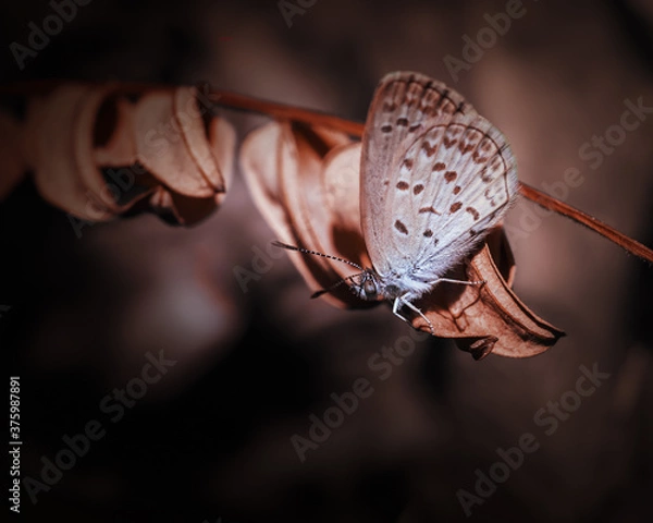 Fototapeta Beautiful Macro moody art of little butterfly resting on grass plant