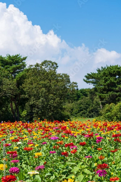 Fototapeta ひたち海浜公園のジニア花畑