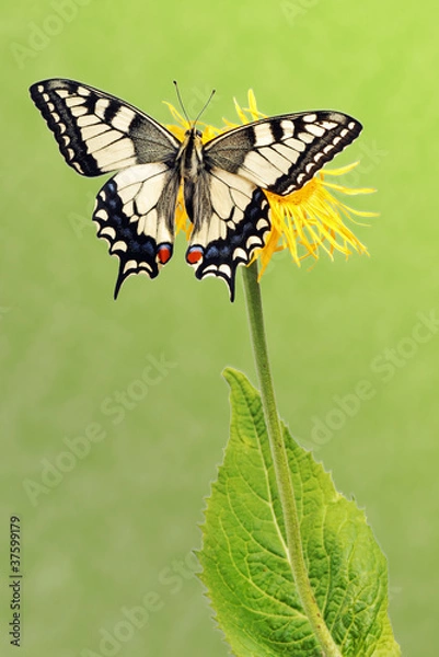 Obraz Swallowtail (Papilio machaon)