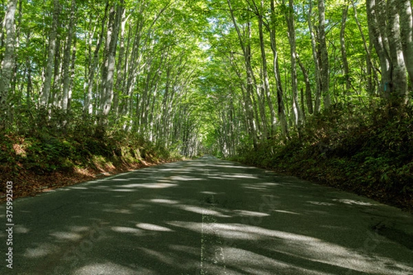 Fototapeta path in the forest