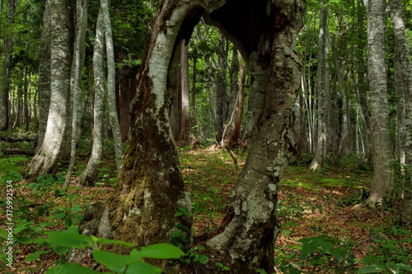 Fototapeta tree in the forest