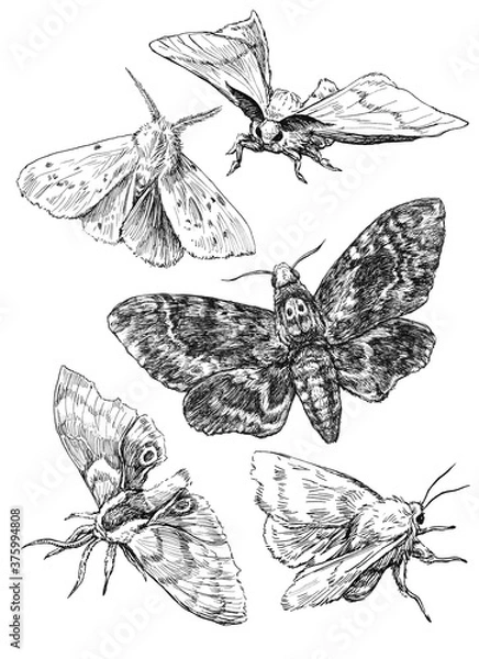 Fototapeta Set of 5 illustrations of moths. Hand drawn ink sketches