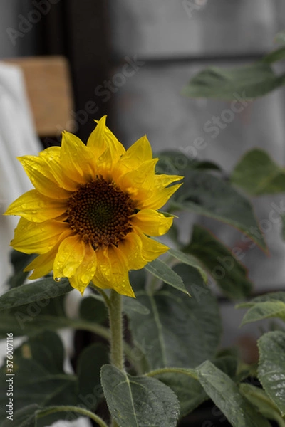 Obraz Girasol