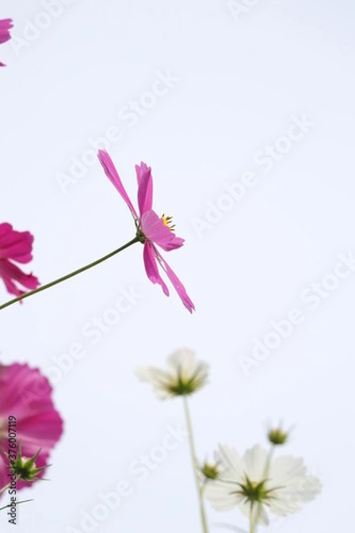 Obraz pink and white flowers