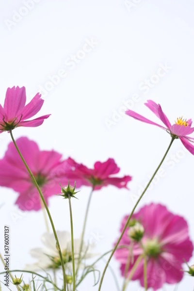 Obraz pink cosmos flowers