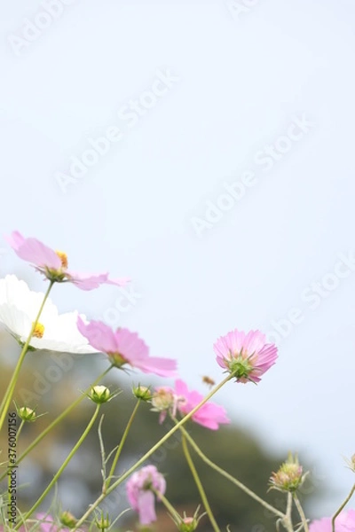 Obraz pink cosmos flower