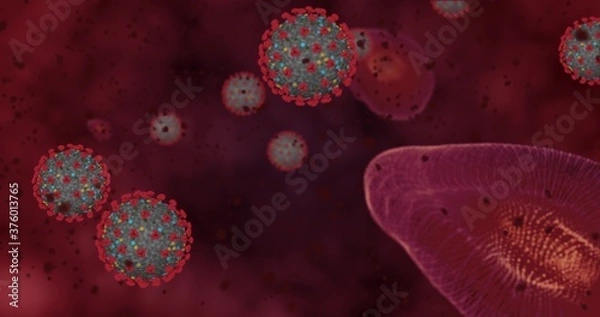 Fototapeta Hight concentration Coronavirus disease Covid-19. Animation group of viruses and Red blood cells close up. 3D rendering 3D illustration